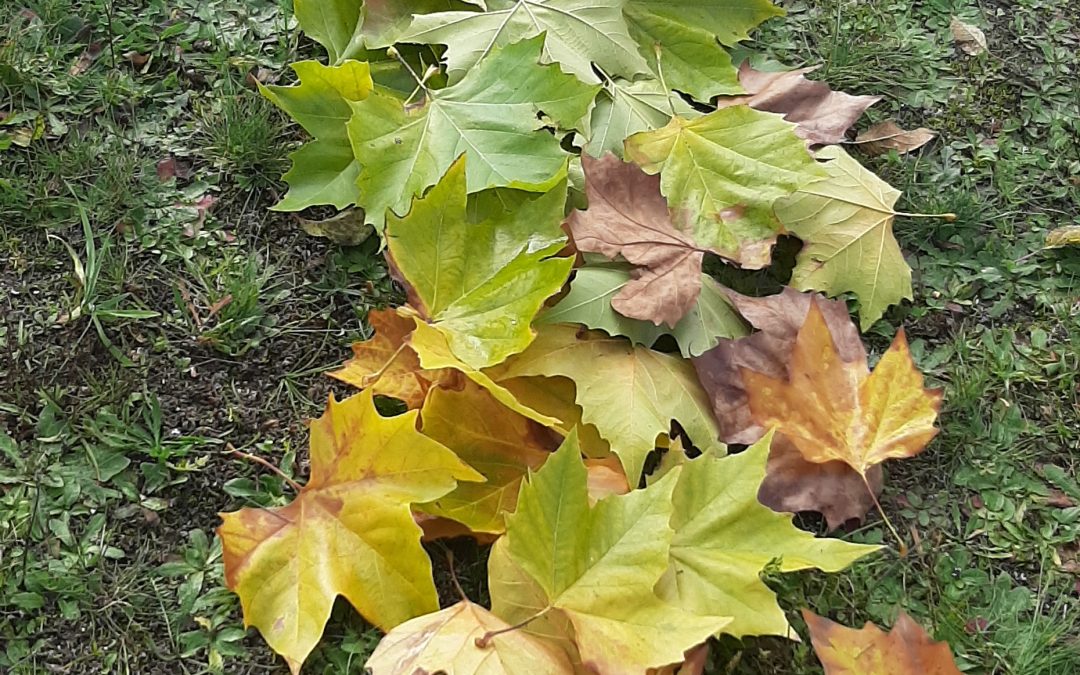Land Art in der Grundschule